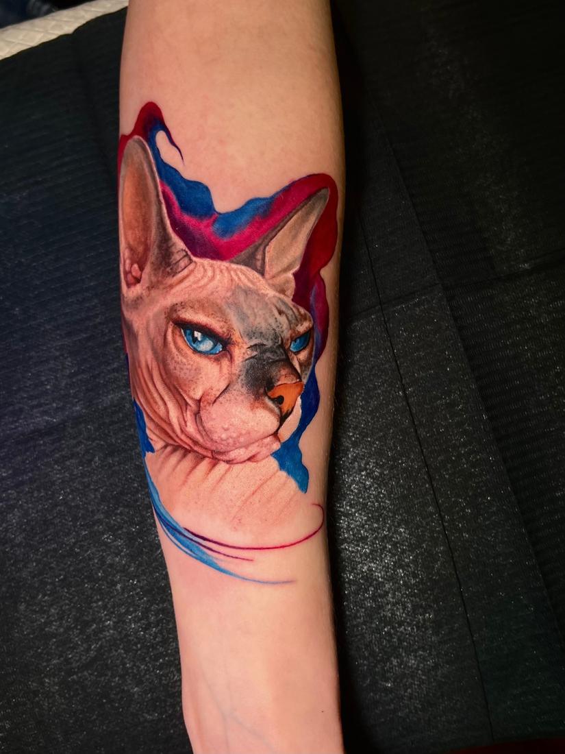 Цветной реализм, кошка сфинкс